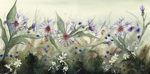 Cornflowers