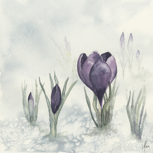 Crocuses