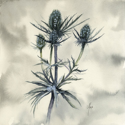 Eryngium