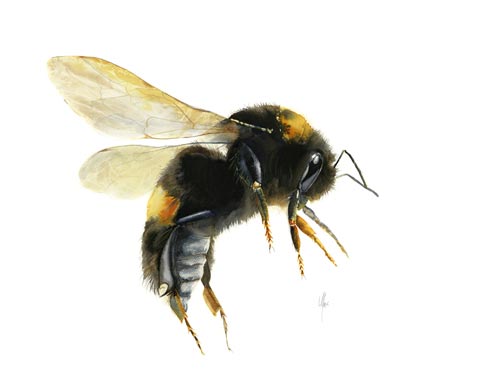 Bee