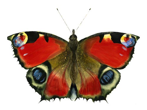 Peacock Butterfly