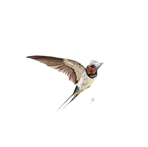Swallow