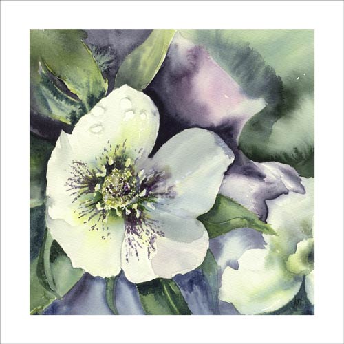 Hellebore