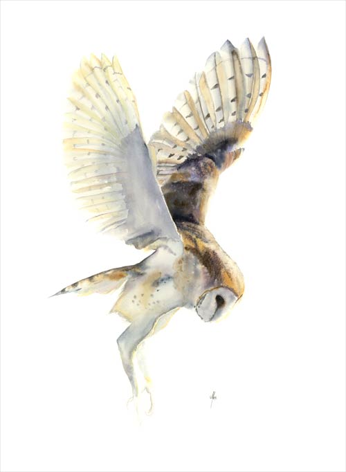 Owl
