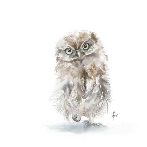 Little Owl
